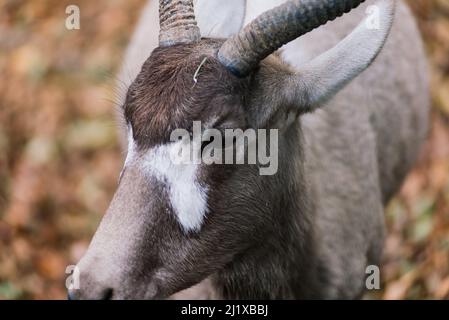 Der Mähne-Widder frisst Heu, Tier im Zoo, große abgerundete Hörner des Widders. Stockfoto