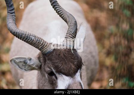 Der Mähne-Widder frisst Heu, Tier im Zoo, große abgerundete Hörner des Widders. Stockfoto