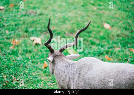 Der Mähne-Widder frisst Heu, Tier im Zoo, große abgerundete Hörner des Widders. Stockfoto