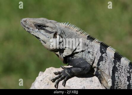 Das Gesicht einer schwarzen Stachelschwanzigen Iquana (Ctenosaura similis), die auf einem Felsen sitzt, aufgenommen in Playa Del Carmen, Mexiko. Stockfoto