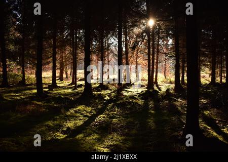 Bäume werfen lange Schatten im bayerischen Wald Stockfoto