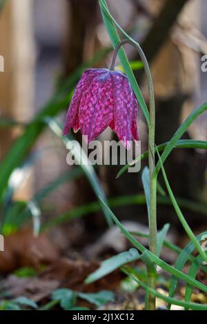 Blume der Fritillaria meleagris, Schlangenkopf-Fritillary Stockfoto