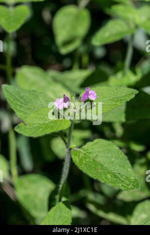 Wildes Basilikum Clinopodium vulgare wächst in einer Hecke Stockfoto