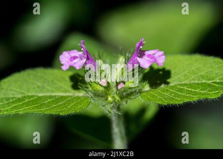 Wildes Basilikum Clinopodium vulgare wächst in einer Hecke Stockfoto