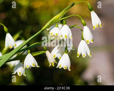 Gelbe weiße Blüten der winterharten Frühlingsblüte, die im Sommer als Schauflake erhältlich ist, Leucojum aestivum „Gravetye Giant“ Stockfoto