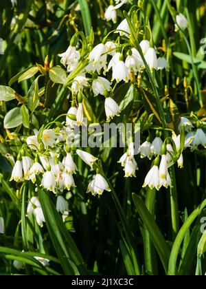 Gelbe weiße Blüten der winterharten Frühlingsblüte, die im Sommer als Schauflake erhältlich ist, Leucojum aestivum „Gravetye Giant“ Stockfoto