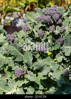 Essbare Knospen und Stängel des kaltharten Frühfrühlingsgemüses, Lila sprießender Brokkoli, Brassica oleracea var. italica Stockfoto