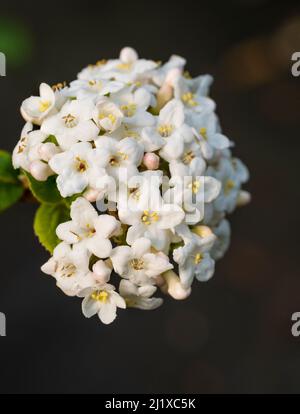 Einzelner Blütenkopf des duftenden Frühlingsblühens winterhart Laubstrauch, Viburnum x burkwoodii Stockfoto
