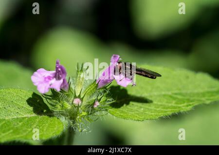 Wilder Basilikum Clinopodium vulgare wächst in einer Hecke mit einer fütternden Hoverfly möglicherweise einem Platycheirus ambiguus Stockfoto