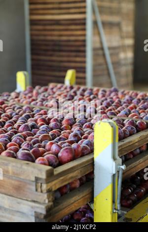 Anbau von Agen-Pflaumen: Obstgarten von Ente-Pflaumenbäumen mit reifen Pflaumen in Kisten während der Ernte, zwischen Mitte August und Mitte September Stockfoto