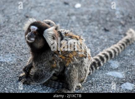 titi-Affe in rio de janeiro Mutter mit ihrem Kalb Stockfoto