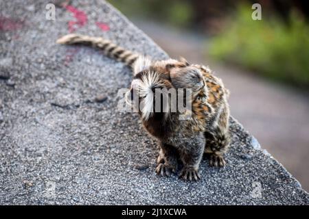 titi-Affe in rio de janeiro Mutter mit ihrem Kalb Stockfoto