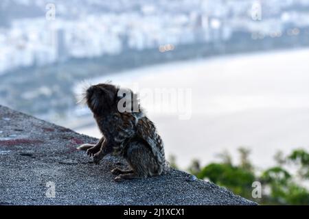 titi-Affe in rio de janeiro Mutter mit ihrem Kalb Stockfoto