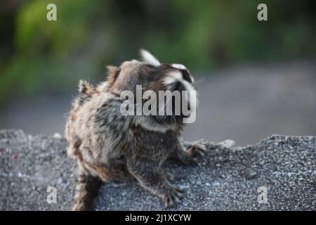 titi-Affe in rio de janeiro Mutter mit ihrem Kalb Stockfoto