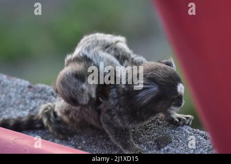 titi-Affe in rio de janeiro Mutter mit ihrem Kalb Stockfoto