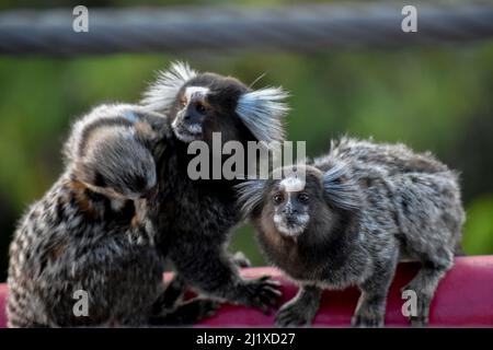 titi-Affe in rio de janeiro Mutter mit ihrem Kalb Stockfoto