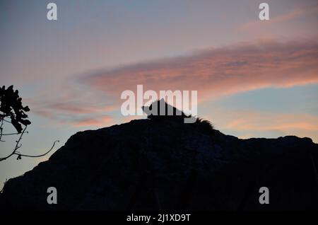 Die dunkle Silhouette eines Straßenhundes, der auf einem Felsen liegt und den Sonnenuntergang auf der Insel Sardinien beobachtet Stockfoto