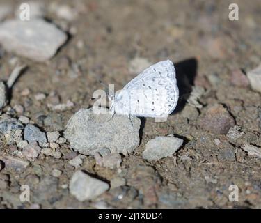 Echo Azure Schmetterling auf Felsen. Santa Clara County, Kalifornien, USA. Stockfoto