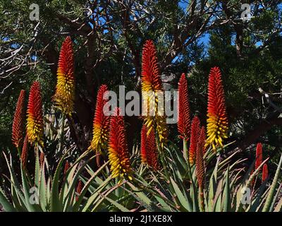 Nahaufnahme einer Aloe mutabilis Pflanze mit grünen Blättern und gelb-roten Blüten in der Wintersaison mit Baum im Hintergrund an sonnigen Tagen. Stockfoto