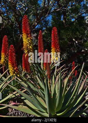 Schöne Nahaufnahme einer Aloe mutabilis Pflanze mit grünen Blättern und gelb-roten Blütenständen im Winter mit Baum im Hintergrund. Stockfoto