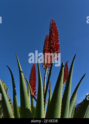 Nahaufnahme einer Aloe mutabilis Pflanze mit grünen Blättern und rot gefärbtem Blütenstand in der Wintersaison an sonnigen Tagen mit blauem Himmel. Stockfoto