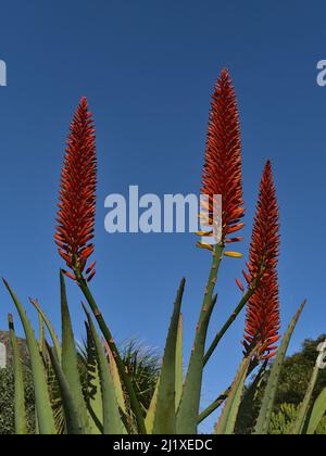 Nahaufnahme einer schönen Aloe mutabilis Pflanze mit grünen Blättern und leuchtend roten Blüten im Winter an sonnigen Tagen mit blauem Himmel. Stockfoto
