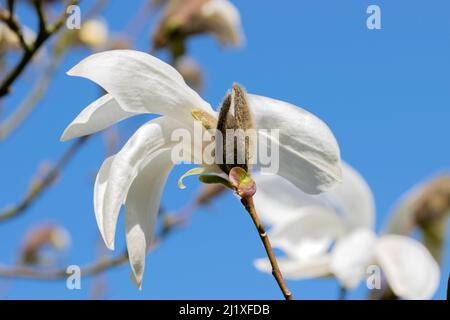 Nahaufnahme White Magnolia Wada's Memory in Amsterdam, Niederlande 21-3-2022 Stockfoto