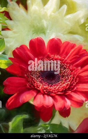 Digitale Malerei von roten Aster Blumen in Blüte mit einer geringen Schärfentiefe. Stockfoto