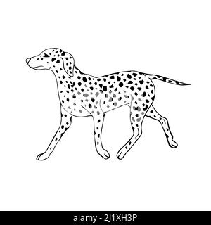 Vektor handgezeichnete Skizze Doodle dalmatinischen Hund isoliert auf weißem Hintergrund Stock Vektor
