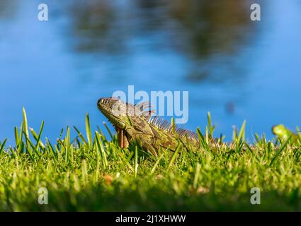 Ein Leguan, der auf dem grünen Gras in der Nähe des Sees ruht Stockfoto