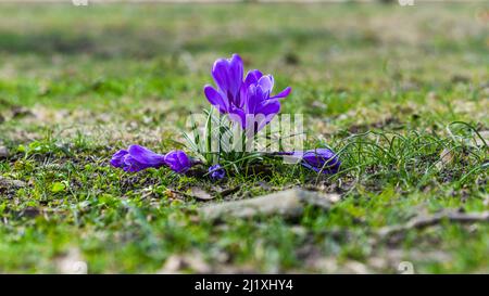 Wunderschöne violette Krokusse, die im Frühlingsgarten blühen. Stockfoto