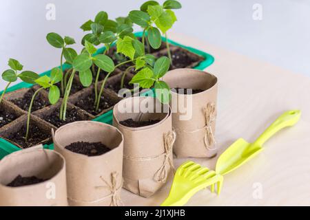 Vorbereitung für die Ernte junger Sprossen von Sämlingen in Papiertöpfe mit Gartenwerkzeugen. Stockfoto