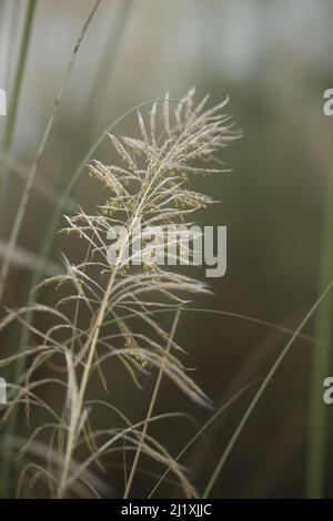 Saccharum Spontaneum ist ein Porträt Stockfoto