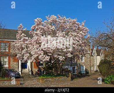 Ein Exemplar eines Magnolienbaums, Magnolia soulangeana, in voller Blüte im Frühjahr im Zentrum der Stadt Norwich, Norfolk, England, Vereinigtes Königreich. Stockfoto