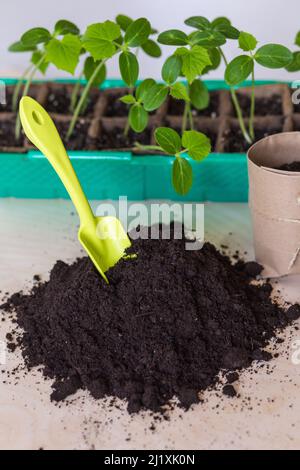 Rückfüllung fruchtbarer Erde in Papiertöpfe für die Pflanzung von Setzlingen. Stockfoto