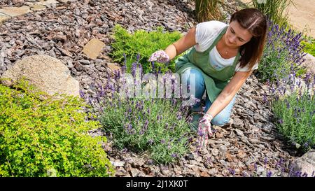 Pflanzen von Lavendelsträuchern. Arbeitet an der Gartengestaltung im provenzalischen Stil. Landschaftsgestalter in Schürze und Handschuhe bei der Arbeit. Pflege und Pflege Stockfoto