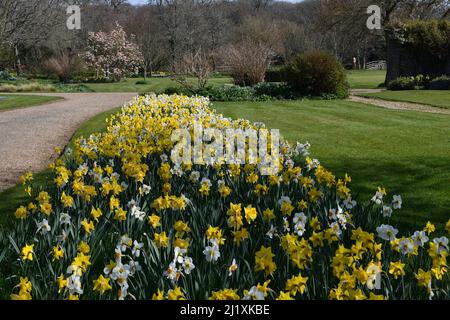 Narzissen im Michelham Priory East Sussex uk Stockfoto