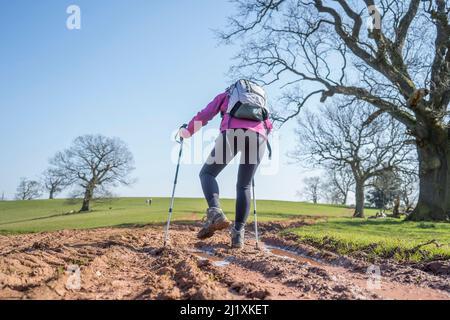 Rückansicht einer Wanderin, die mit Wanderstöcken durch eine schlammige Strecke auf dem Land in Großbritannien geht. Stockfoto