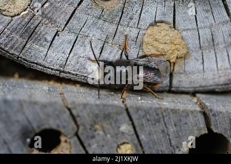 Nahaufnahme eines abgenutzten, fast haarlosen männlichen europäischen Obstgartens mit gehörntem Maurer, Osmia cornuta, der im Bienenhotel im Garten sitzt Stockfoto