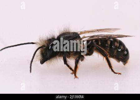 Nahaufnahme einer abgenutzten, fast haarlosen männlichen europäischen Steinmetzbiene, Osmia cornuta, isoliert auf weißem Hintergrund Stockfoto