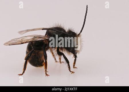 Nahaufnahme einer abgenutzten, fast haarlosen männlichen europäischen Steinmetzbiene, Osmia cornuta, isoliert auf weißem Hintergrund Stockfoto