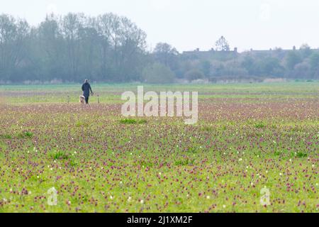 Cricklade, Großbritannien. Seltene SchlangenkopfFritillarblüten, die