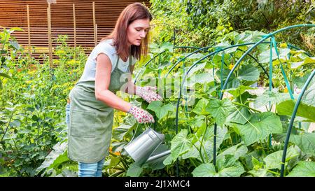 Bewässerter Gemüsegarten. Eine Gärtnerin in einer Schürze und Handschuhen wässern die Betten mit Bio-Gemüse. Pflege von Gurkenpflanzen im heimischen Gemüse Stockfoto