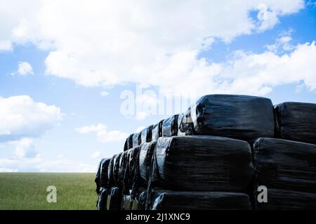Große Strohballen, die in schwarzen Kunststoff eingewickelt sind, sitzen in einem großen Stapel auf einem Bauernfeld. Stockfoto