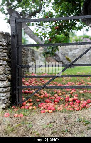 Rote Äpfel liegen auf dem Rasen in einem kleinen ländlichen Obstgarten hinter einer Steinmauer mit altem Eisenzaun und Tor. Stockfoto