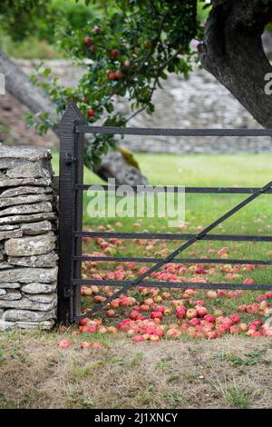 Rote Äpfel liegen auf dem Rasen in einem kleinen ländlichen Obstgarten hinter einer Steinmauer mit altem Eisenzaun und Tor. Stockfoto