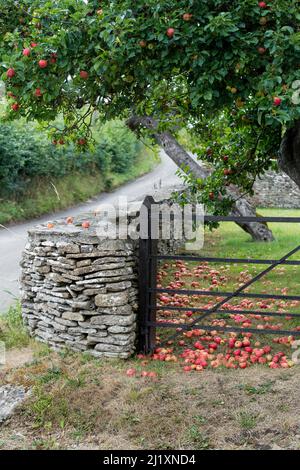 Rote Äpfel liegen auf dem Rasen in einem kleinen ländlichen Obstgarten hinter einer Steinmauer mit altem Eisenzaun und Tor. Stockfoto