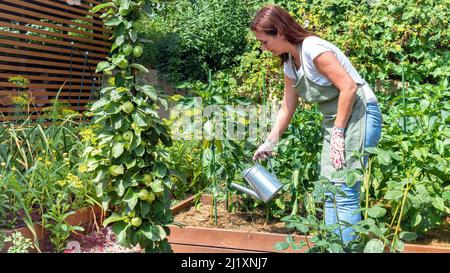 Die Gärtnerin gießt die Paprika mit einer Gießkannen aus Metall. Gemüseanbau in Hochbeeten aus Holzbohlen. Ein Gärtner in einem Stockfoto