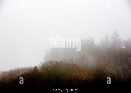 Blattlose Winterbäume, die von Nebel und Nebel umhüllt sind. Stockfoto