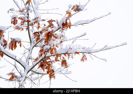 Abstraktes Muster von Ästen und Zweigen, die mit Schnee bedeckt sind und ein monochromatisches Muster erzeugen, das einen weißen Himmel mit ein paar orangenen Blättern auf dem Baum darstellt. Stockfoto